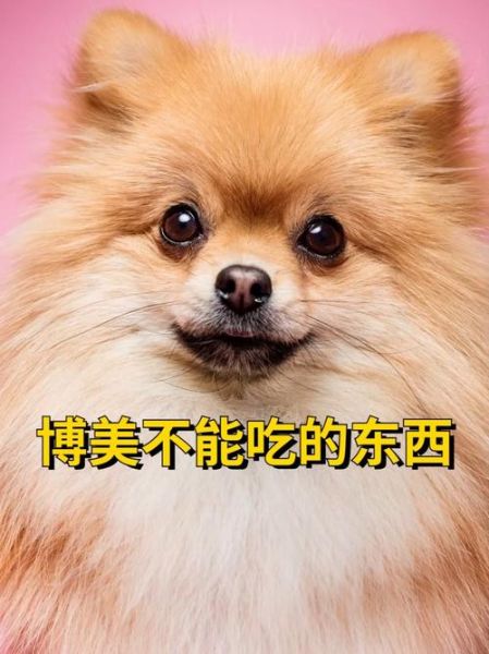 博美犬吃什么(哪些食物能让它变得更漂亮)