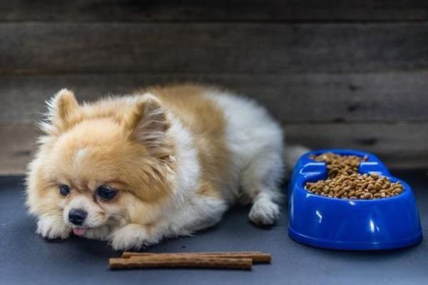 博美犬吃什么(哪些食物能让它变得更漂亮)
