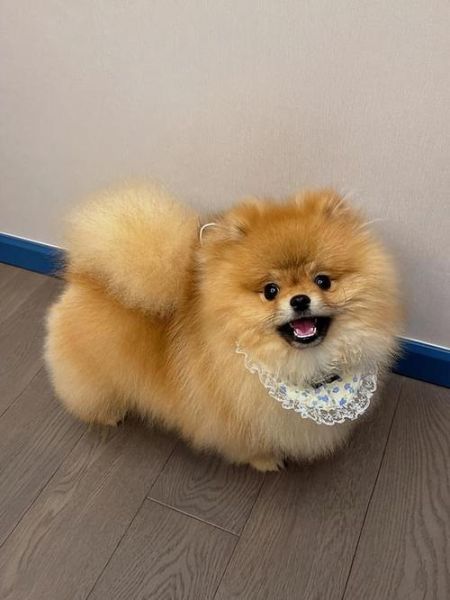 博美犬图片(养起来会很麻烦吗)