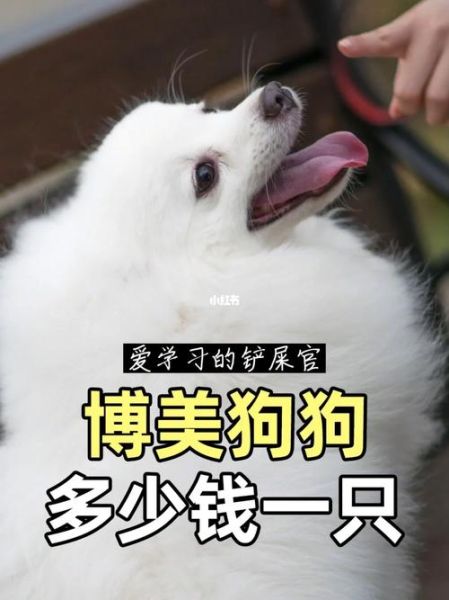 博美犬多少钱一只(多少钱才能买到好的博美)
