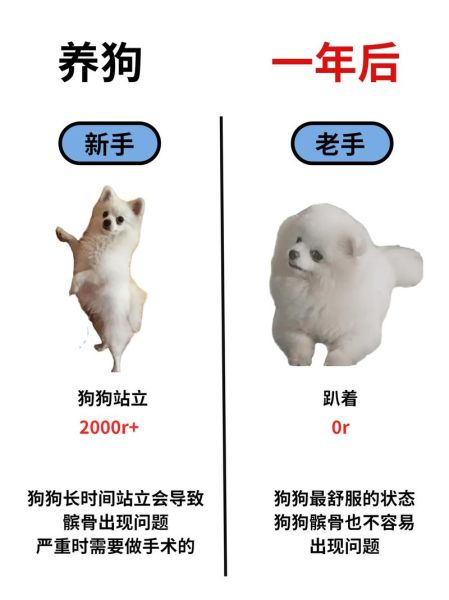 博美犬怎么养(怎样才能让它长得更健康)