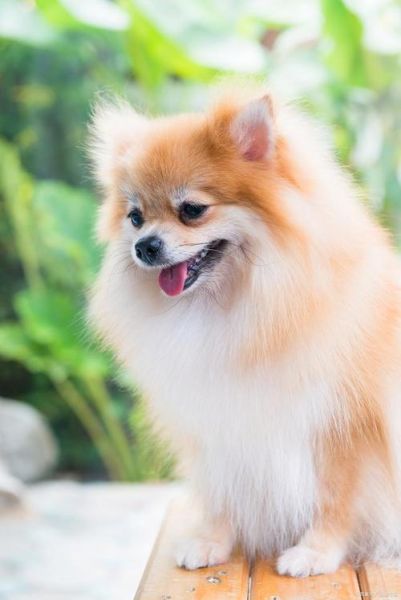 博美犬性格(它们会用什么方式撒娇)