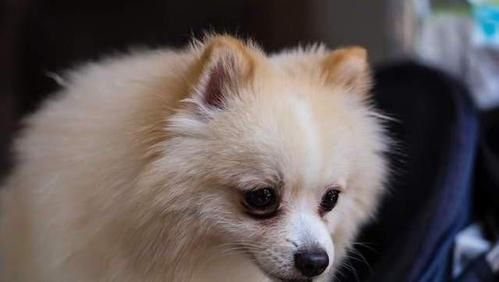 博美犬的寿命(怎么才能让它活得更长寿)