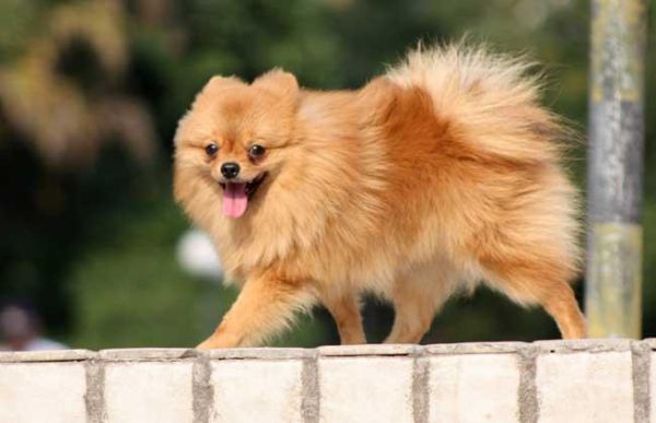 博美犬的寿命(怎么才能让它活得更长寿)
