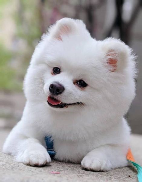 博美狗( 它真的能陪伴我很久吗)