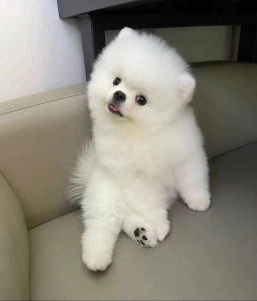 博美狗( 它真的能陪伴我很久吗)