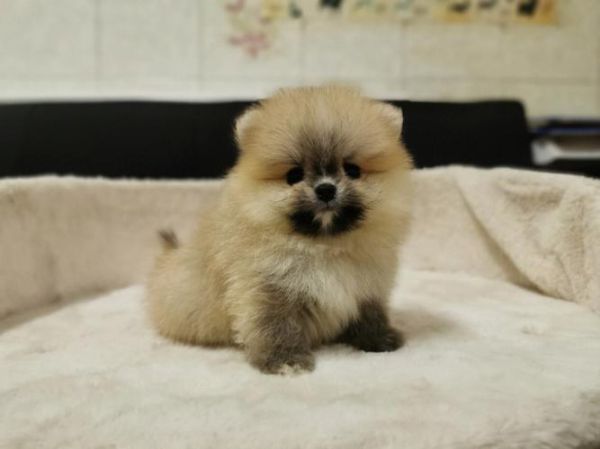 博美狗图片(看图片就能分辨出纯种博美犬吗)