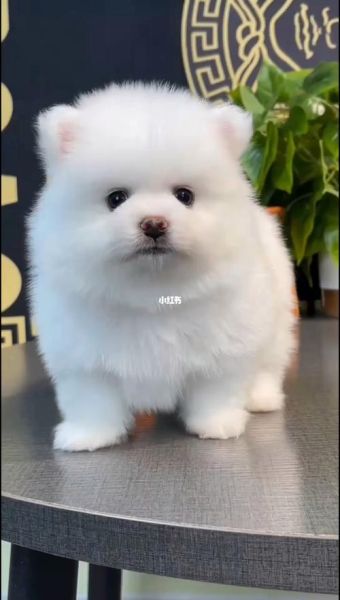 博美狗图片(看图片就能分辨出纯种博美犬吗)