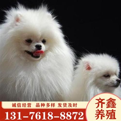 博美茶杯犬价格( 价格差异这么大)