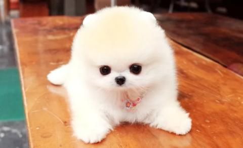 博美茶杯犬价格( 价格差异这么大)