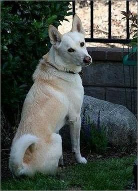 卡南犬( 它适合家庭饲养吗)