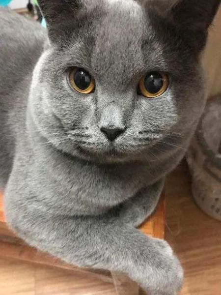 卡尔特猫( 卡尔特猫和英短谁更适合新手养)