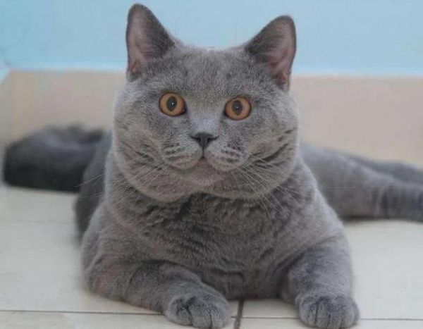 卡尔特猫( 卡尔特猫和英短谁更适合新手养)