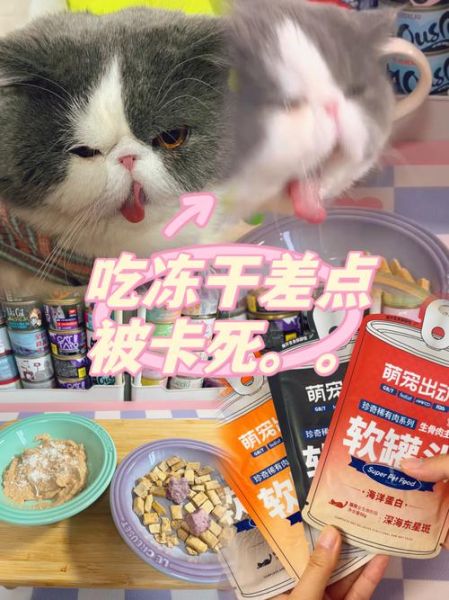 卡被猫吃了(要不要去营业厅)