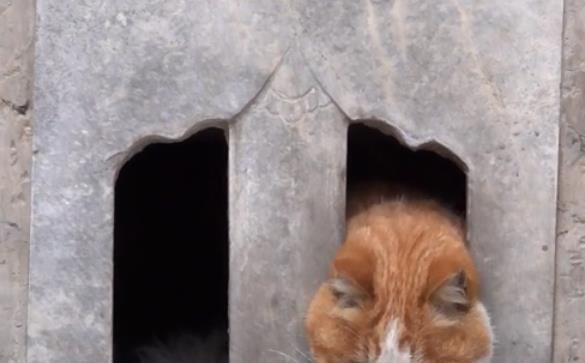 卡被猫吃了(要不要去营业厅)