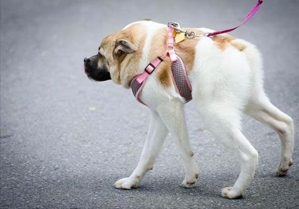 卡西莫多犬(它的生活真的像我们想象中那样充满痛苦吗)