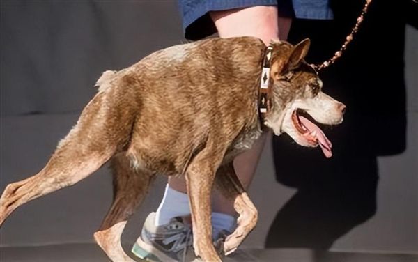 卡西莫多犬(它的生活真的像我们想象中那样充满痛苦吗)