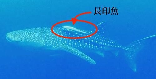 印鱼(它自己会捕食吗)