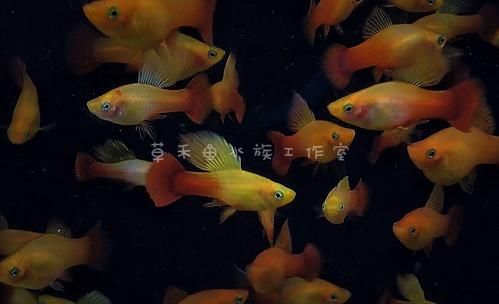 卵胎生鱼(哪种最适合新手入门)