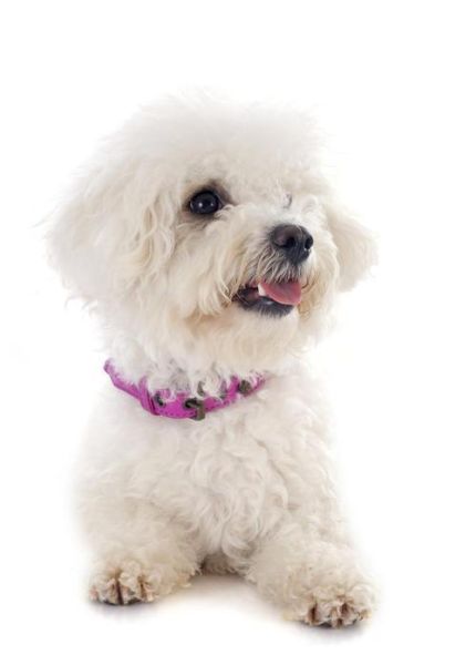 卷毛比雄犬( 它真的值得你花这么多钱吗)