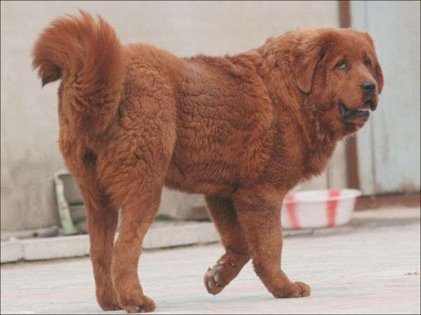 原生态藏獒( 无人区被误认偷狗)