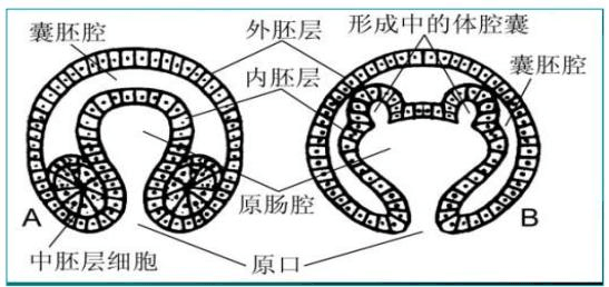 原肠动物(它们与我们有什么关系)