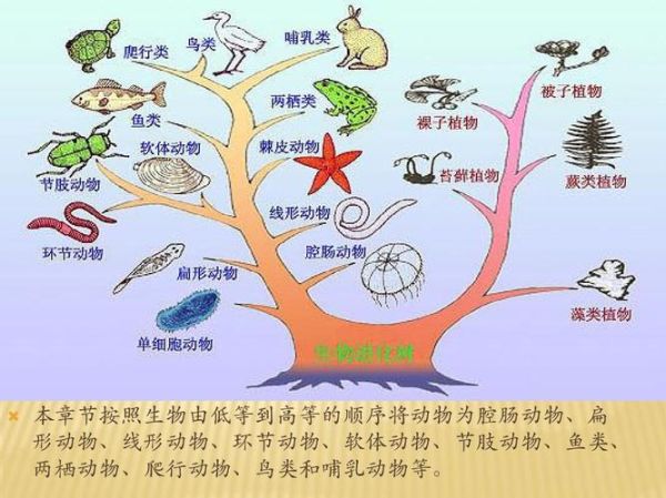 原肠动物(它们与我们有什么关系)