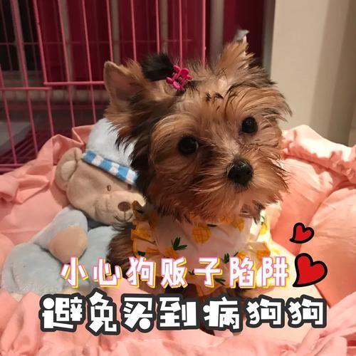 厦门买狗(怎么挑选健康的狗狗)