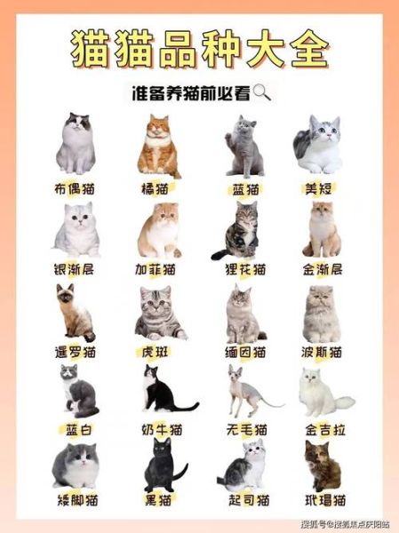 厦门卖狗(哪家店信誉好)