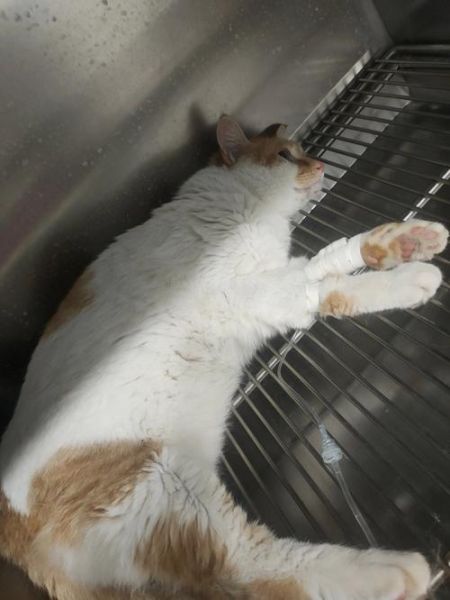 发育宝(网上说有猫吃了之后死了)