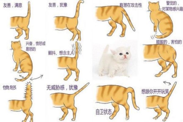 受带猫尾巴说难受(主人该怎么办)