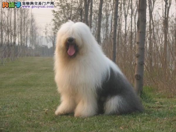 古代牧羊犬价格(又得花多少钱)