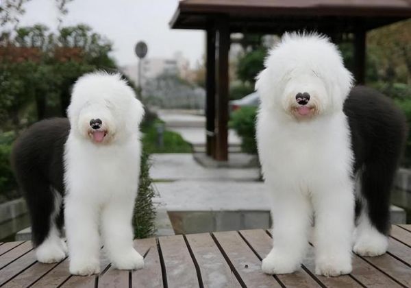 古代牧羊犬价格(又得花多少钱)