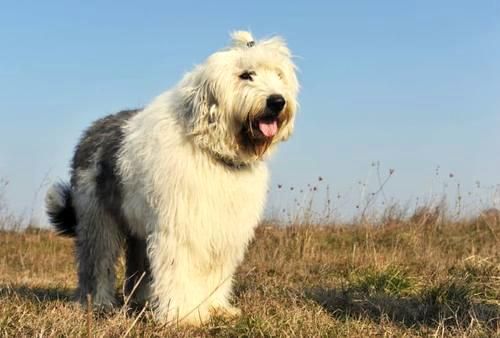 古代英国牧羊犬( 养它需要准备哪些东西)
