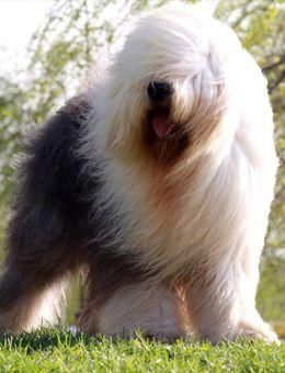 古代英国牧羊犬( 养它需要准备哪些东西)