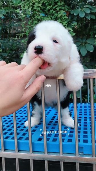古牧(它真的能成为孩子的守护者吗)