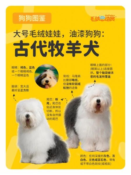 古牧吃什么狗粮好(天然粮和无谷粮哪个更适合它)