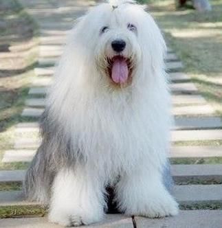 古牧多少钱(  比其他犬种贵吗)