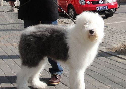 古牧怎么养(每天都要遛狗吗)