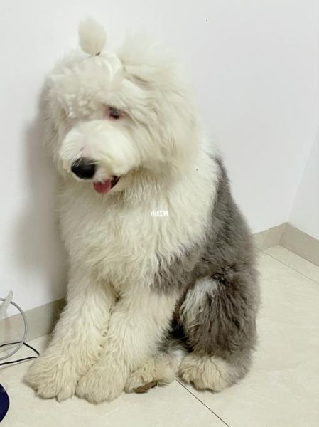 古牧智商(你会不会被它吸引)