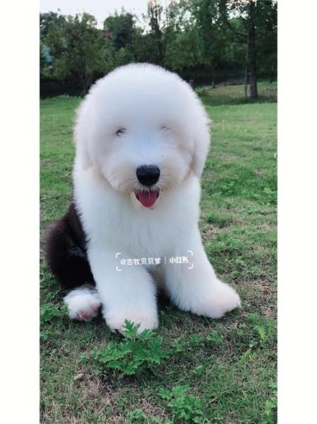 古牧犬( 它还有哪些鲜为人知的秘密)
