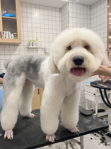 古牧犬图片(养古牧犬需要注意些什么)