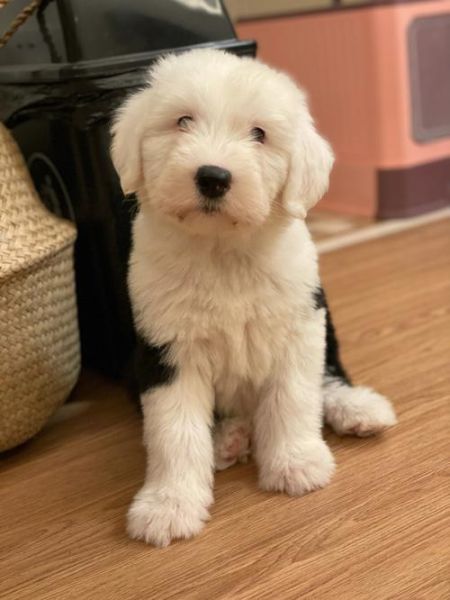 古牧犬图片(养古牧犬需要注意些什么)