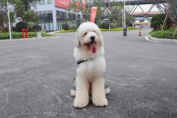 古牧犬好养吗( 它们容易生病吗)
