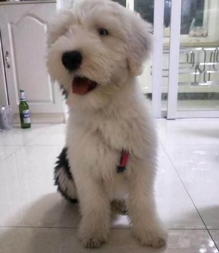 古牧犬好养吗( 它们容易生病吗)