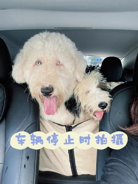 古牧犬掉毛吗( 该怎么办)