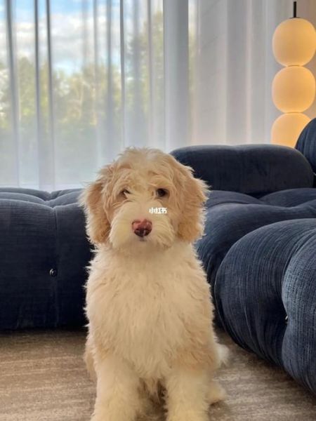 古牧犬掉毛吗( 该怎么办)