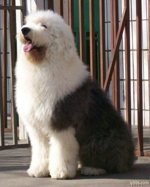 古牧犬智商(它是不是更难管教)