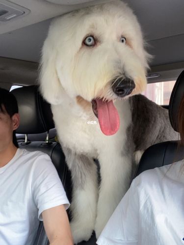 古牧犬的性格( 它们会很活泼吗)