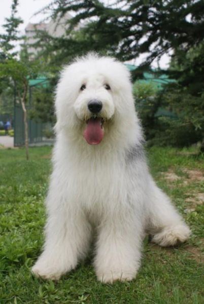 古牧犬的性格( 它们会很活泼吗)